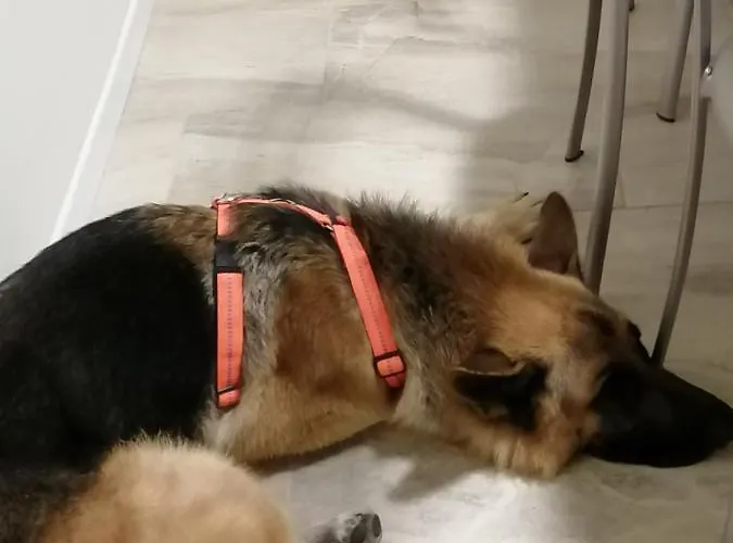 Moiacchina Luxury וילה *