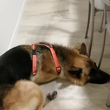 Moiacchina Luxury فيلة *